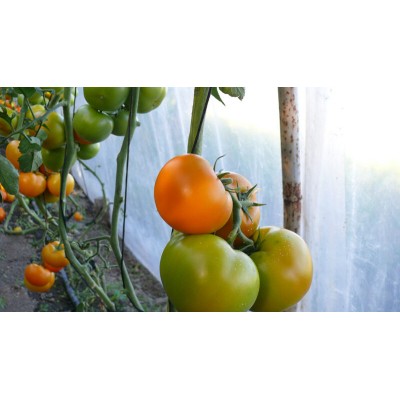 Семена индетерминантного томата Эллоу Пешен F1,(1000сем.) Lark Seeds